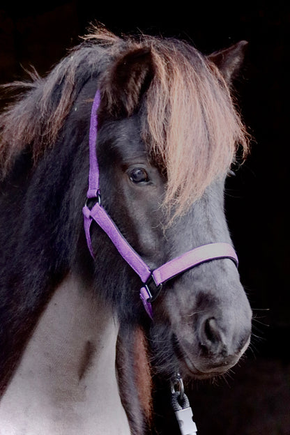 Glitzerhalfter "Glimmer"